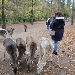 Eine Person beobachtet vier Rehe, die auf einem mit Herbstblättern bedeckten Waldweg Futter suchen.