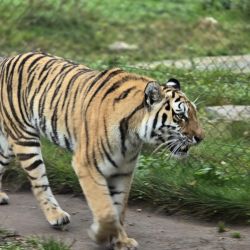 Ein Tiger spaziert stolz auf einem Pfad im grünen Gehege und zeigt seine beeindruckenden Streifen.