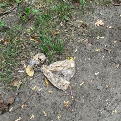 Ein zerknülltes Papier liegt auf einem matschigen Waldweg neben Laub und Gras, das ein herbstliches Gefühl vermittelt.