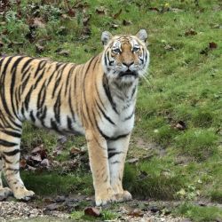 Ein majestätischer Tiger steht aufmerksam auf einer grünen Wiese und blickt direkt in die Kamera.
