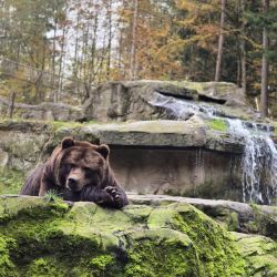 Ein Braunbär ruht entspannt auf einem moosbewachsenen Felsen neben einem plätschernden Wasserfall im herbstlichen Wald.