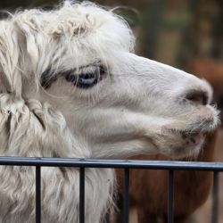 Ein weißes Lama kaut hinter einem Zaun auf Gras und blickt aufmerksam in die Ferne.